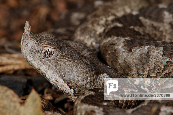Viper Viper Adder Otter Nase Gehoern Viper Europaische Hornotter Schlange Schlangen Reptile Reptilien Portrat Geschutzt Gefahrdet Griechenland Balkan Venom Giftige Gefahrlich Giftigen Schlange Skala Waagen Braun Zick Zack Band