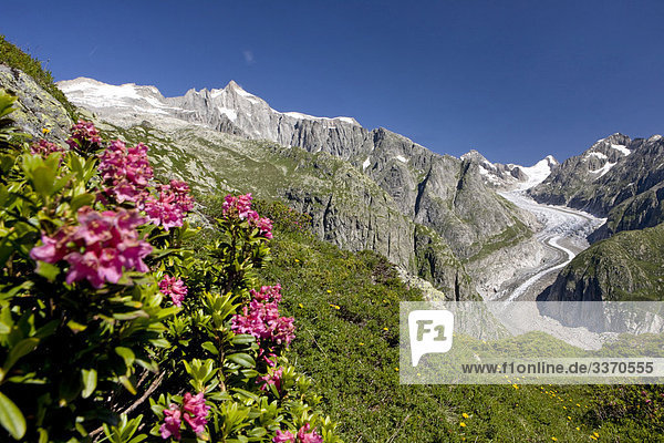 10873845  Switzerland  swiss  scenery  nature  Fieschergletscher  Alpine roses  mountains  canton Valais  glacier  ice  moraine  snow  Alps  Oberaarhorn  flowers
