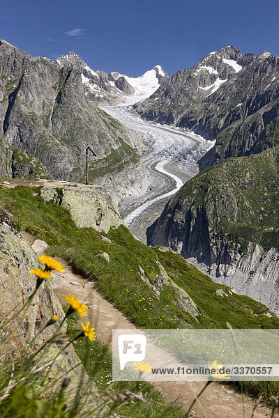 10873848  Switzerland  swiss  scenery  nature  Fieschergletscher  mountains  canton Valais  glacier  ice  moraine  snow  Alps  Oberaarhorn  flowers