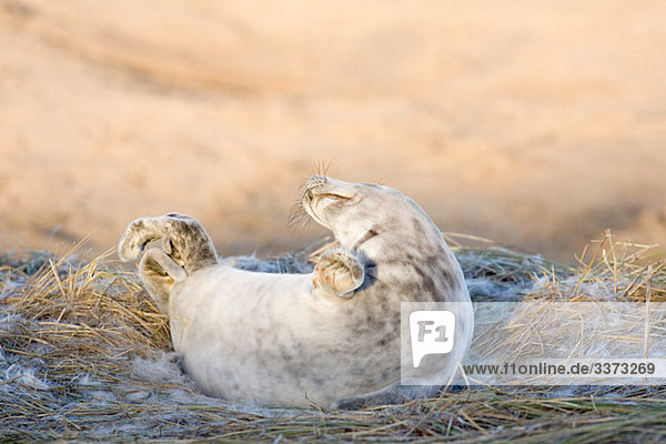 Grey seal pup  Donna Nook  Lincolnshire