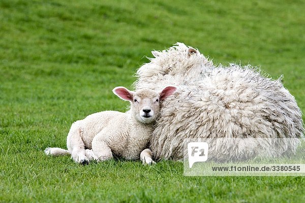 Mutterschaf und Lamm liegen auf der Weide