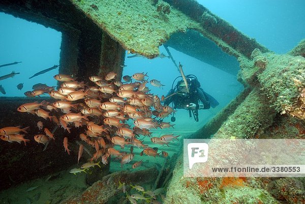 Diver and school of fish in ship wreck  Cape Verde