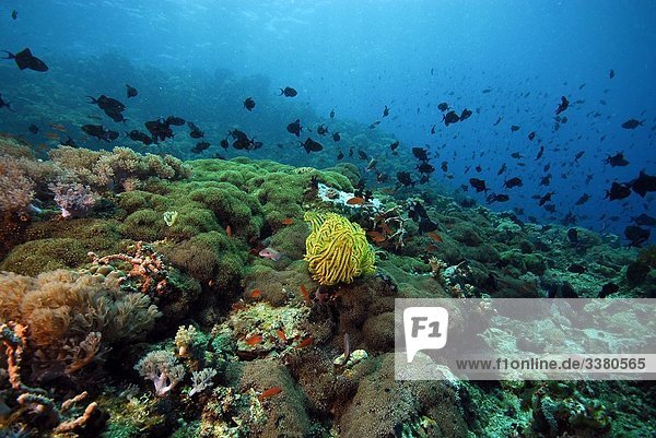 Korallenriff  Philippinen