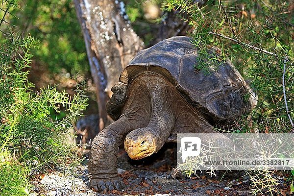 Giant Tortoise (Geochelone elephantopus)  Tortoises studies center  Charles Darwin foundation  Santa Cruz island  Galapagos islands