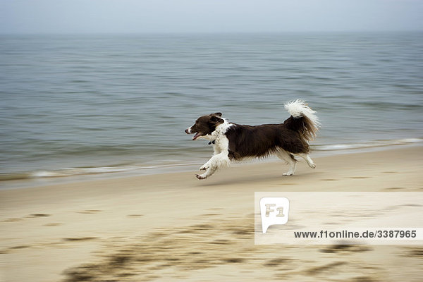 Border Collie am Strand entlang rennend  Sylt  Deuschland  Seitenansicht