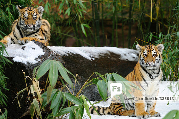 Zwei Sibirische Tigerjungen (Panthera tigris altaica) im Wald  Bayern  Deutschland