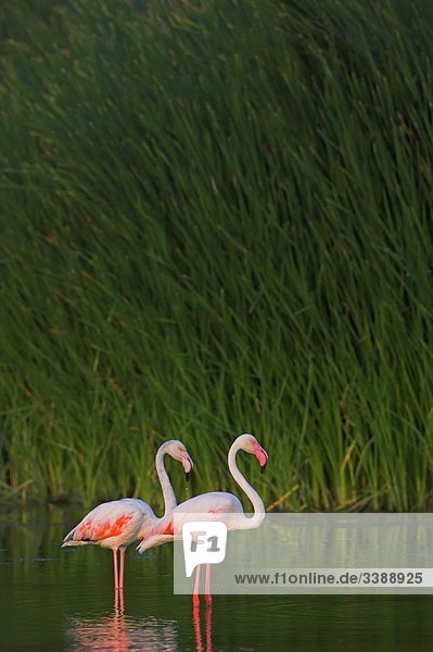 Zwei Rosa Flamingos (Phoenicopterus ruber roseus) im Wasser stehend  Seitenansicht