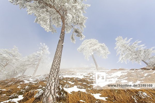 Snow-covered pine trees (Pinus sylvestris) at Untersberg mountain Berchtesgaden Germany low angle view