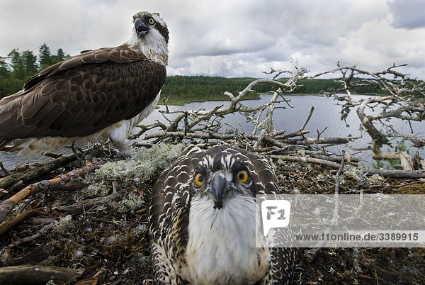 Ospreys in ihrem Nest  Norwegen.
