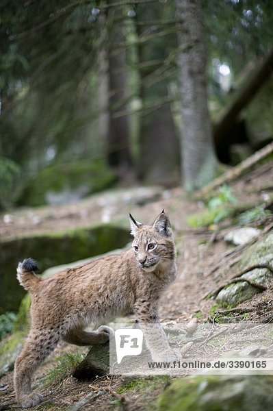 Lynx im Wald