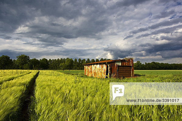 Wasted hut in grainfield  Schleswig-Holstein  Germany