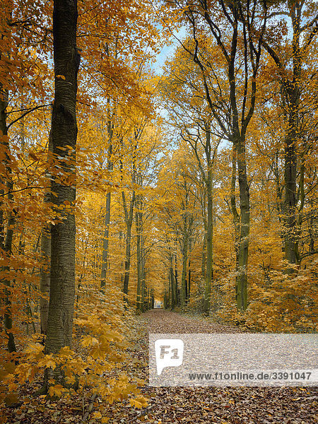 Waldweg im Herbst  Nordrhein-Westfalen  Deutschland