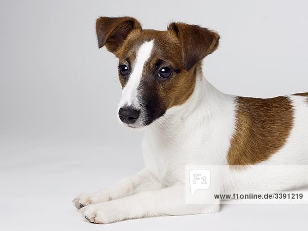 Jack Russel Terrier puppy lying in front of a white background  portrait