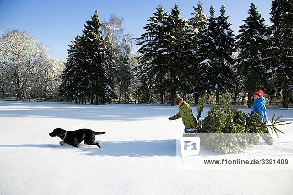 Kinder und Hunde ziehen Weihnachtsbaum