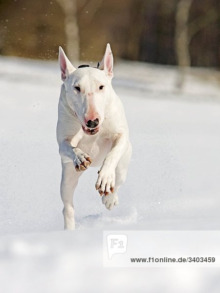 Bullterrier im Schnee rennend  Frontalansicht