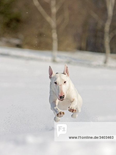 Bullterrier im Schnee rennend  Frontalansicht