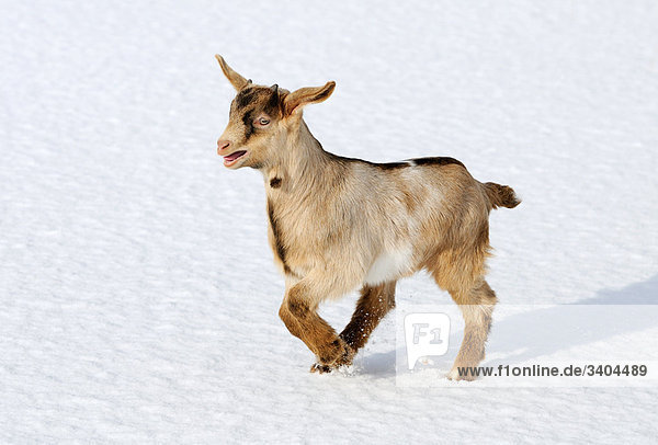 Boer goat kid running in snow,  Franconia,  Germany,  elevated view