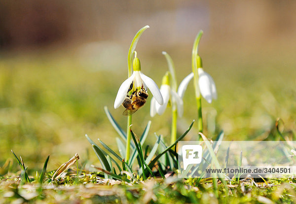 Bee on the blossom of a snowdrop  surface level
