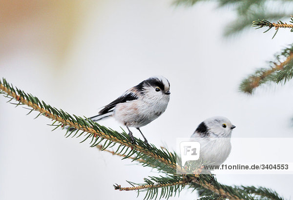 Two Long-tailed Tits (Aegithalos caudatus) perching on a twig  Franconia  Germany