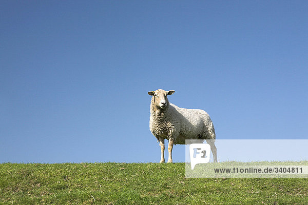 Schaf (Ovis aries) auf einer Wiese  Texel  Niederlande  Flachwinkelansicht