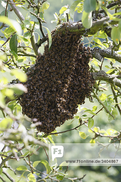 Bienenschwarm an einem Obstbaum  Bernkastel-Kues  Deutschland  Flachwinkelansicht