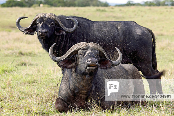 Zwei Kaffernbüffel (Syncerus caffer)  Masai Mara National Reserve  Kenia