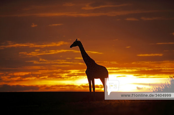 Masai Giraffe (Giraffa camelopardalis tippelskirchi) bei Sonnenuntergang  Kenia  Seitenansicht