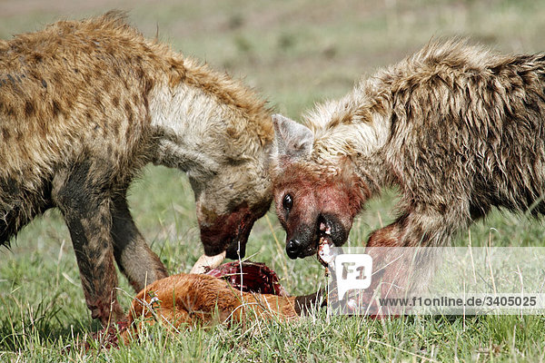 Zwei Tüpfelhyänen (Crocuta crocuta) fressen Beute  Masai Mara National Reserve  Kenia