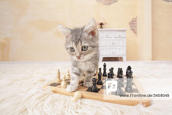 American Kurzhaar Katze