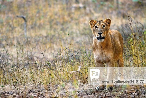 Asiatic lion Panthera Leo Persica Gir National Park