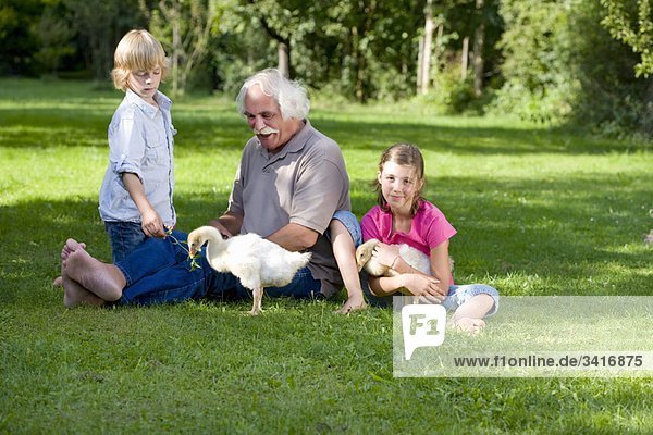 Großvater und Enkelkinder mit Gänsen