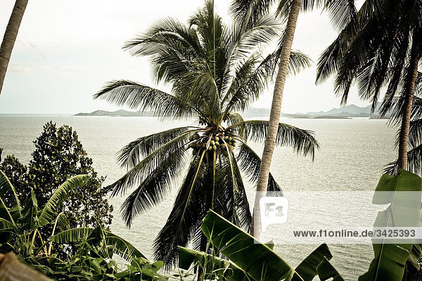 Palmen an der Küste von Ko Phangan  Thailand