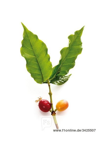 Kaffeepflanze (coffea arabica) mit reifen und unreifen Beeren  erhöhte Ansicht
