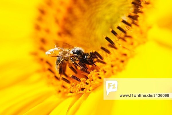 Deutschland  Bayern  Honigbiene (Apis mellifera) auf Sonnenblume (Helianthus sp.)  Nahaufnahme