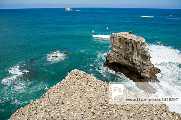 Auckland Luftaufnahme der Tölpelfelsen am Muriwai Beach