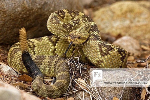 Black-tailed Rattlesnake (Crotalus molossus)  Chiricahua Mountains  Arizona  USA