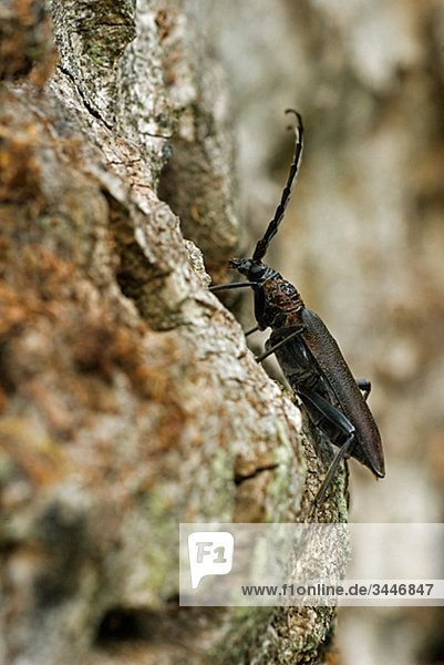Skandinavien  Schweden  Oland  Blick auf Insekt Käfer auf Stamm  Nahaufnahme