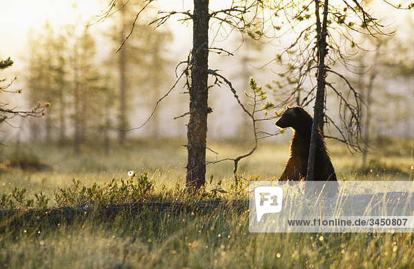 A wolverine at a field