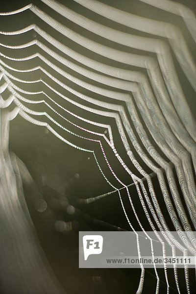 Spinnen web