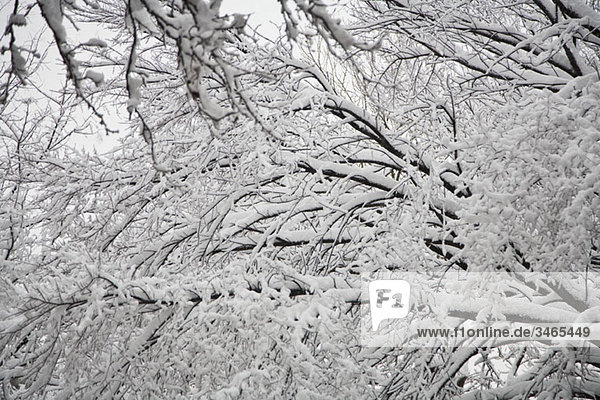 Detail of snow covered tree branches