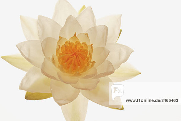 Eine weiße Lotusblume