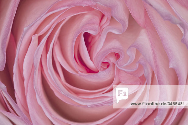 Detail einer rosa Rose
