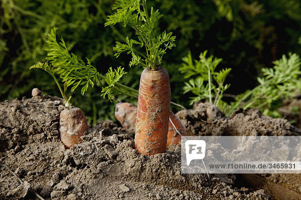 Detail von Karotten  die auf einem Feld wachsen