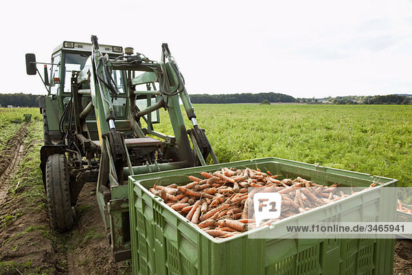 Ein Traktor mit einer großen Kiste  gefüllt mit geernteten Karotten.