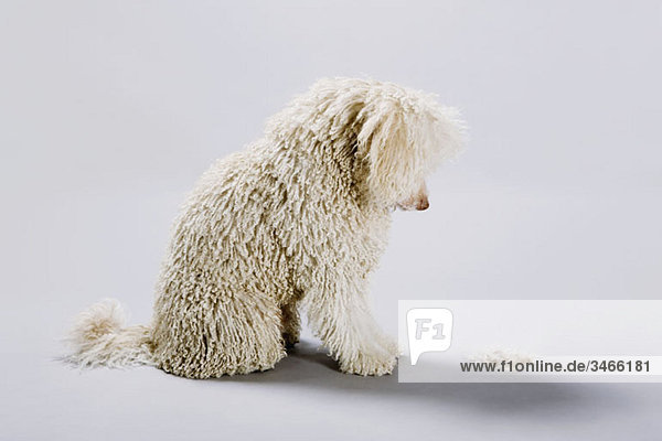 Ein portugiesischer Wasserhund  der auf sein geschnittenes Fell auf dem Boden blickt