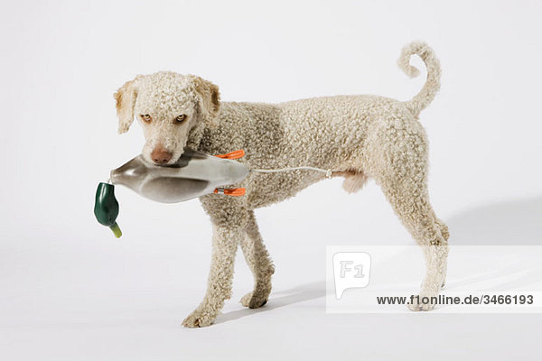 Ein portugiesischer Wasserhund hält eine Spielzeugente im Mund.