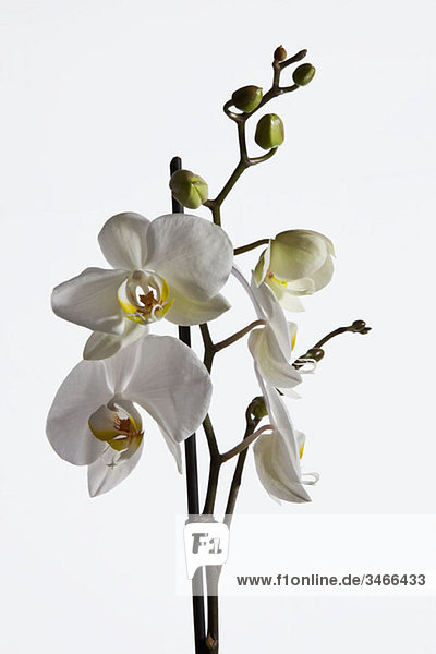 Weiße Mottenorchidee (Phalaenopsis)