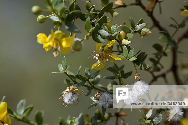 Kreosotbusch (Larrea tridentata)  Desert Botanical Garden  Phoenix  Arizona  USA  Close-up