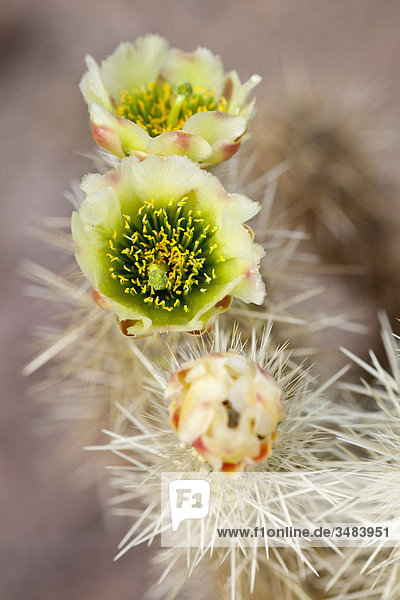 Blühender Kaktus im Desert Botanical Garden  Phoenix  Arizona  USA  Close-up