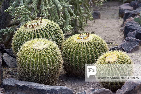 Kakteen,  Desert Botanical Garden,  Phoenix,  Arizona,  USA